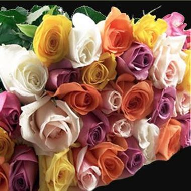 Rose Colombian Mix 50cm x 100 stems (No Red Included)