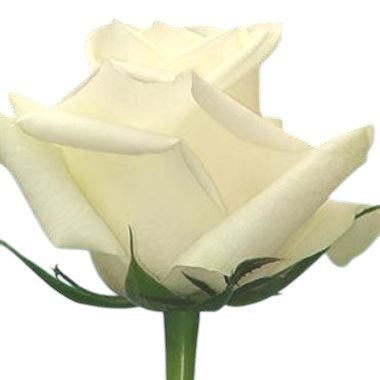Rose Colombian White 50cm x 100 stems