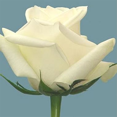 Rose Colombian White 50cm x 100 stems