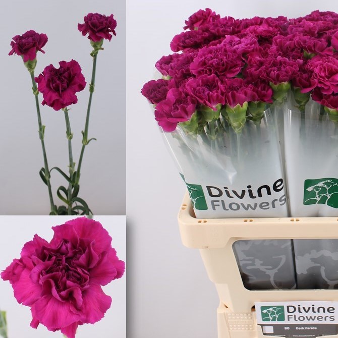 Carnation Dark Farida