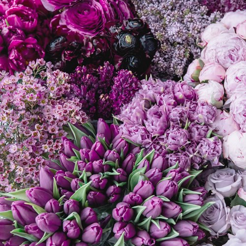 Wholesalers Choice (Lilac / Purple)