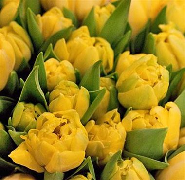 Tulips yellow (our choice)