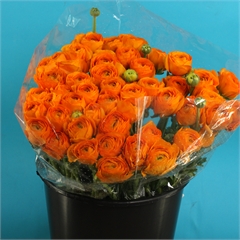 Ranunculus | Wholesale Flowers UK | Wedding Flowers | Triangle Nursery