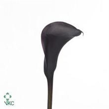 back jacks wholesale calla lily black jack back jacks wholesale calla lily black jack