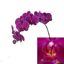 Vanda Orchid Nitaya Pastel Pink Wholesale Flowers & Florist Supplies greenhouse plastic cape town Vanda Orchid Nitaya Pastel Pink Wholesale Flowers & Florist Supplies greenhouse plastic cape town