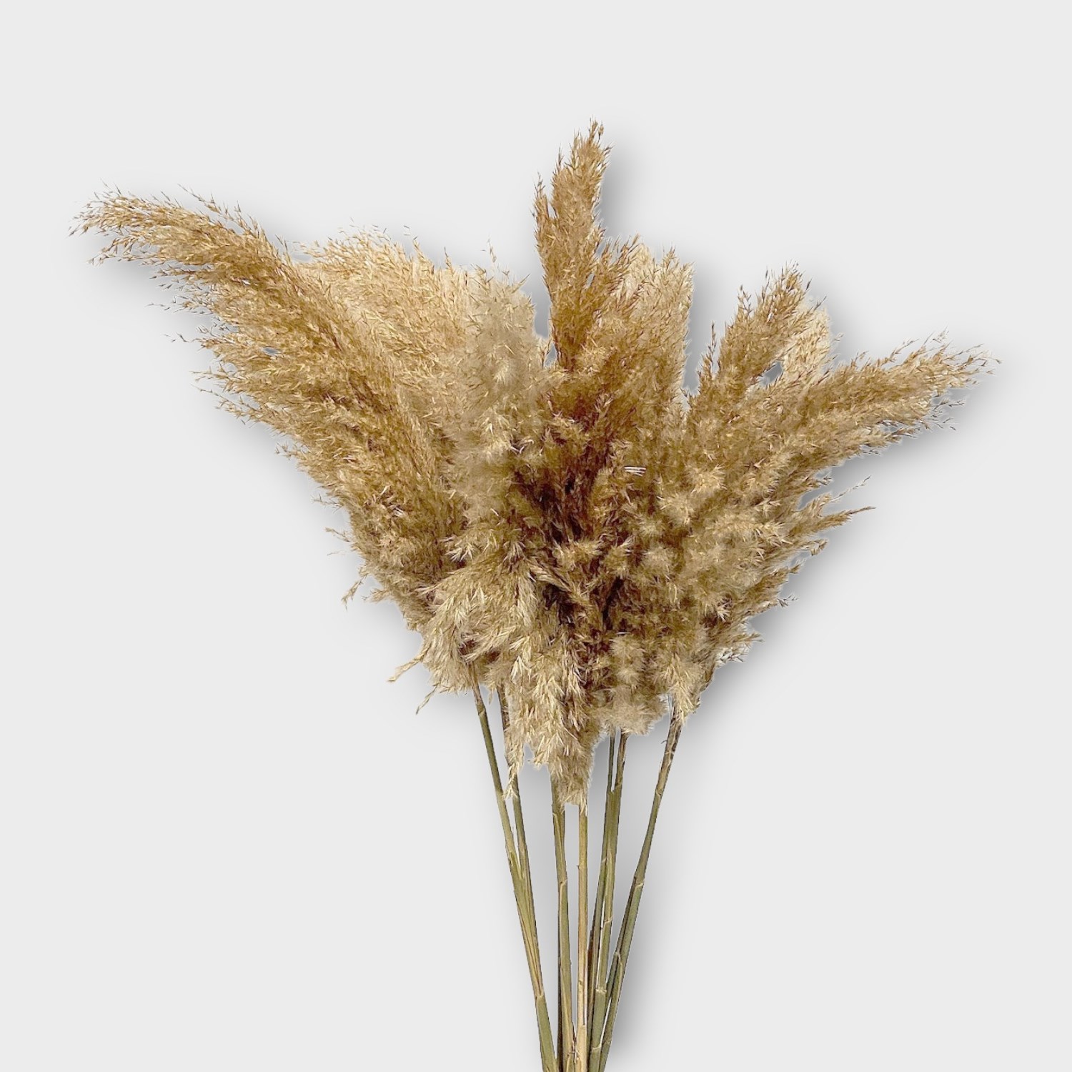Everlasting Dried Flower Bunches & Bouquets Budget Pampas Grass Dried