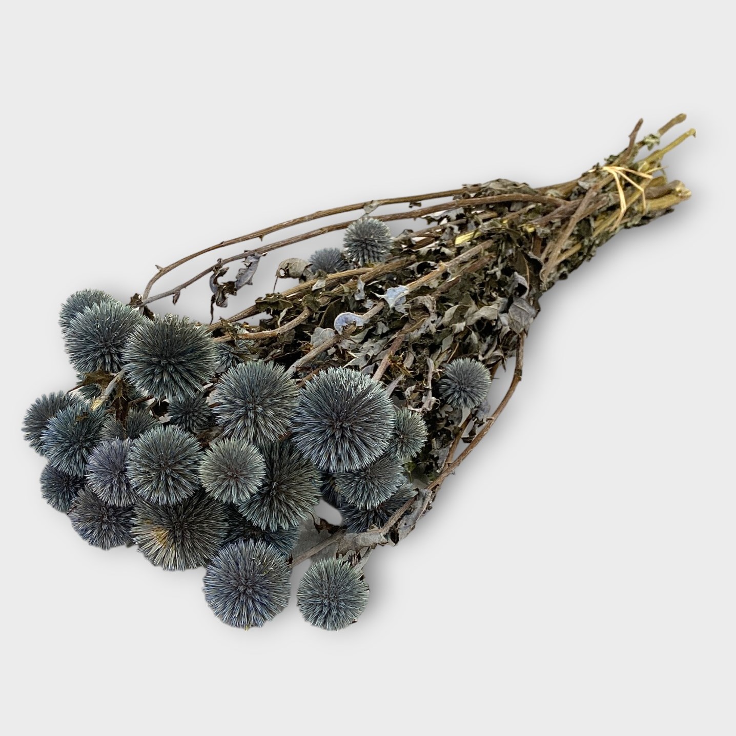 Echinops Thistles (Dried) 65cm Wholesale Dried Flowers UK Preserved Flowers