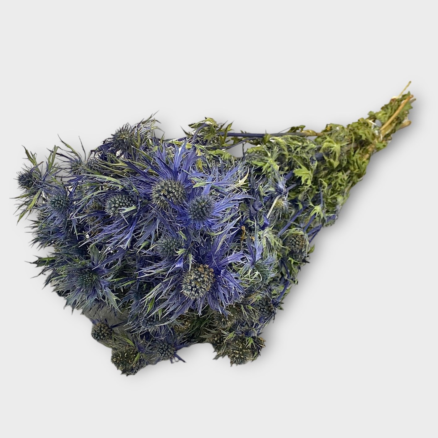 Everlasting Dried Flower Bunches & Bouquets Eryngium Blue Star (Dried