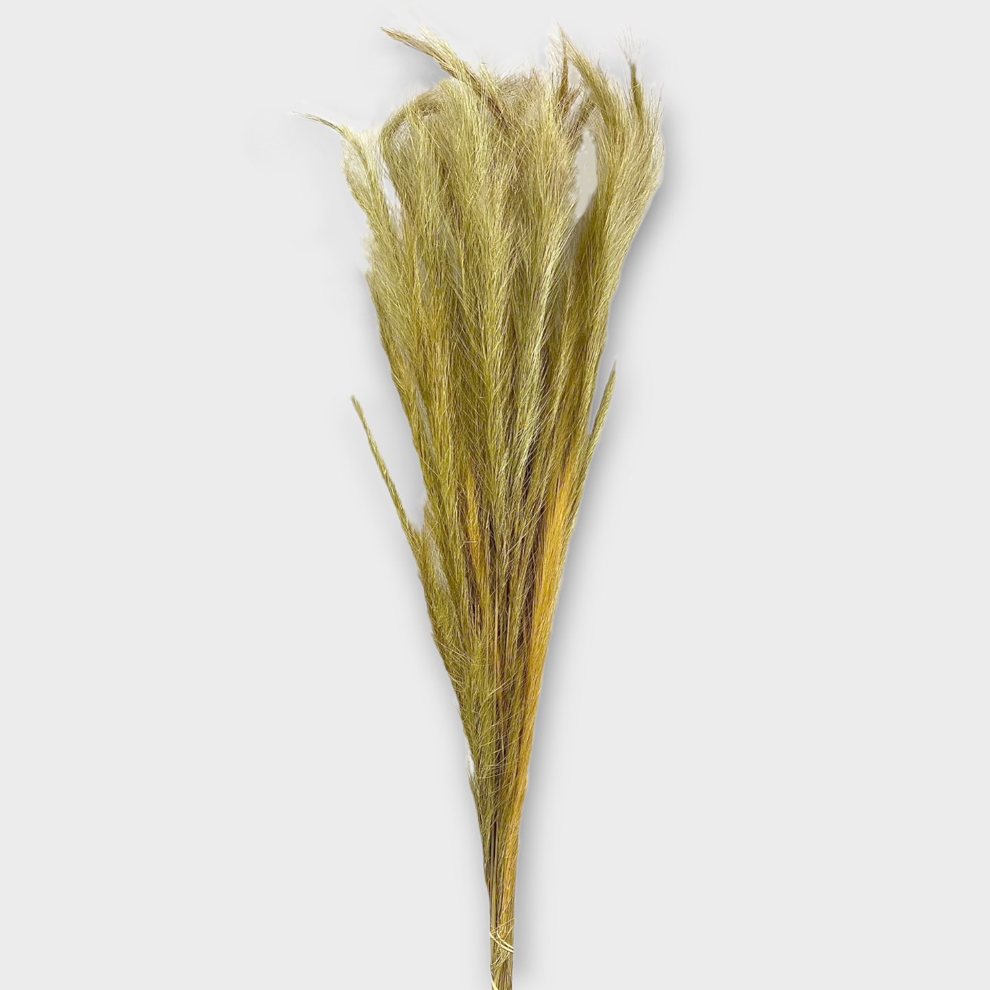 Foxtail Natural (Dried) 80cm Wholesale Dried Flowers UK Preserved