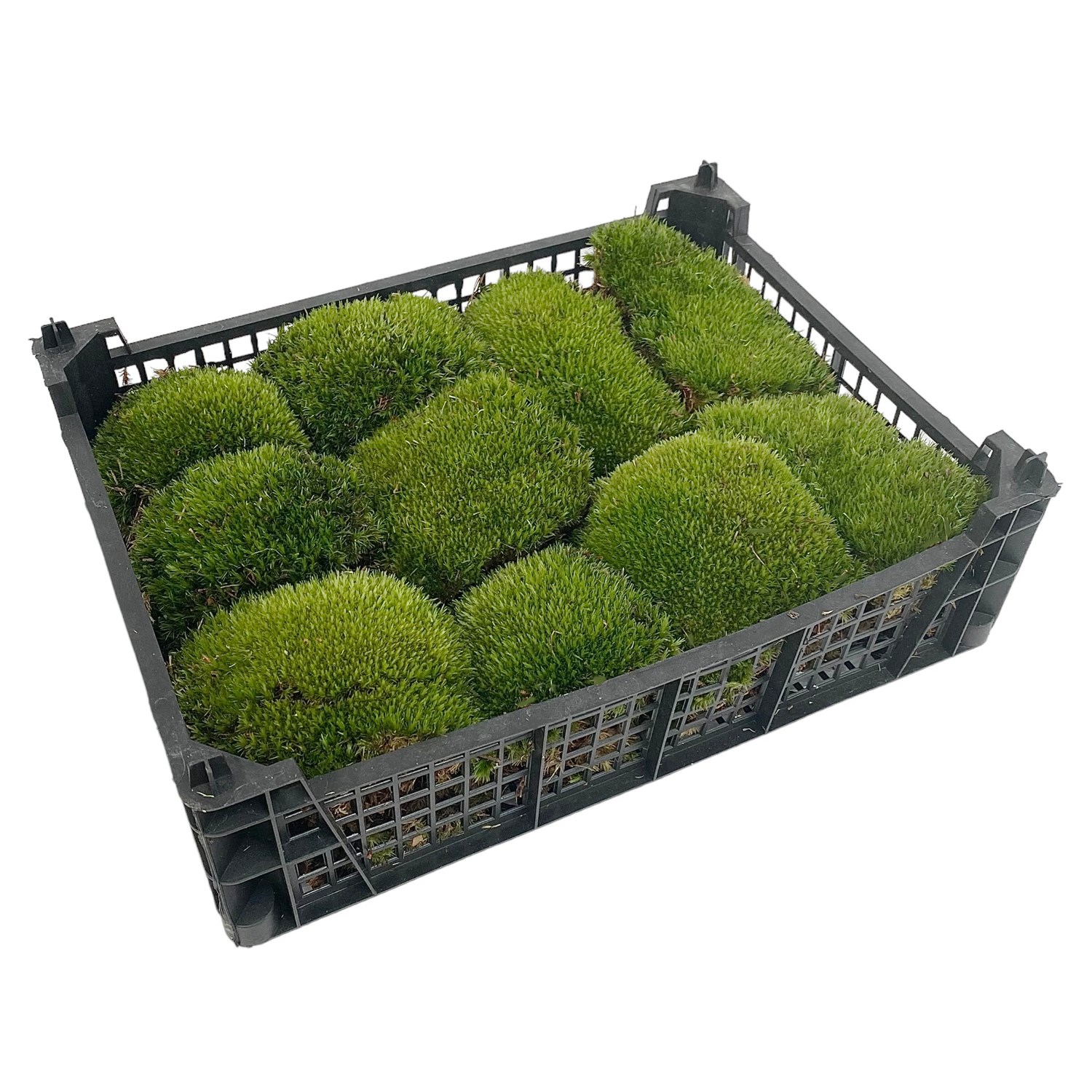 Fresh Cushion Moss Extra Grade Wholesale Dutch Flowers Direct