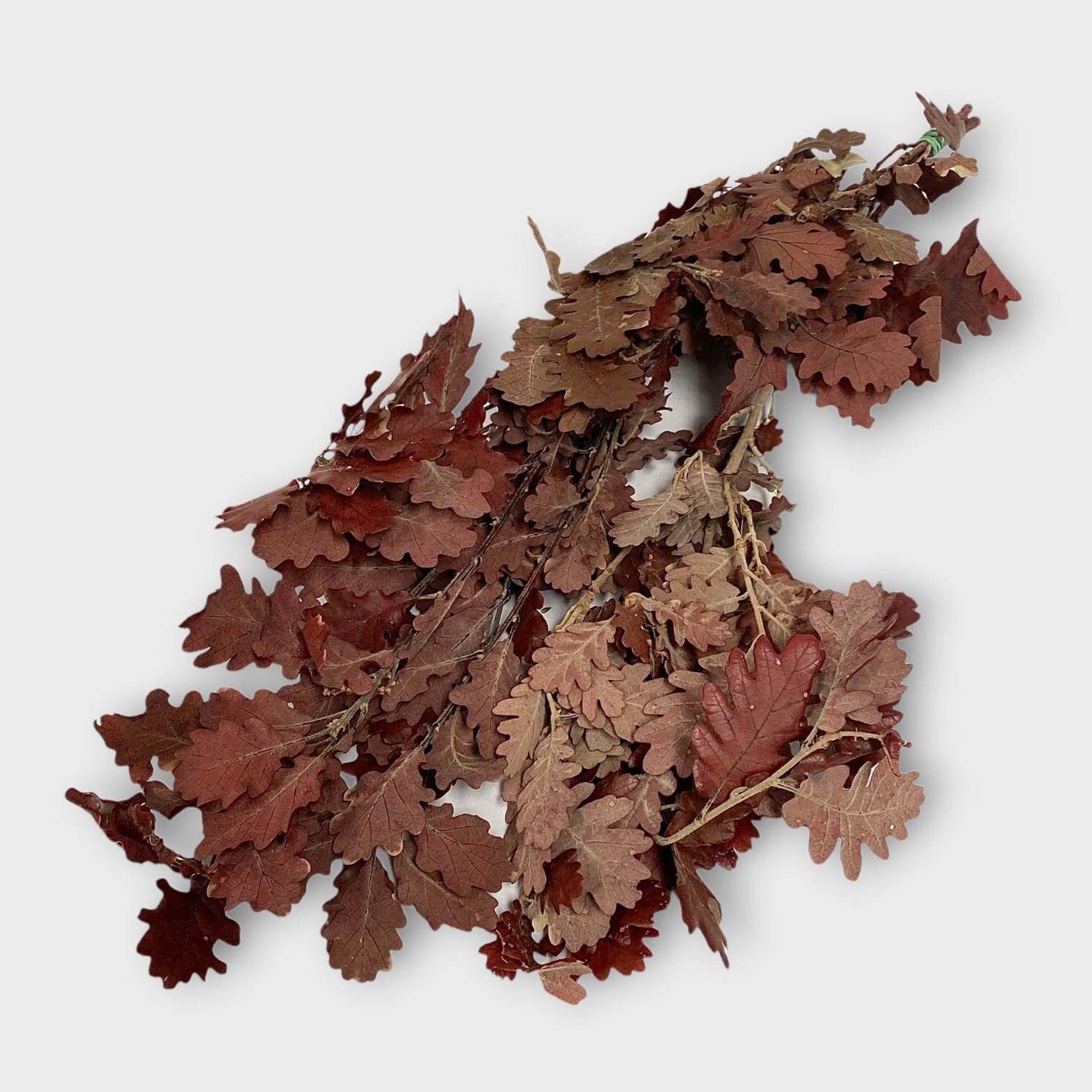 Oak Leaves Preserved Red 50cm Wholesale Dried Flowers UK Preserved
