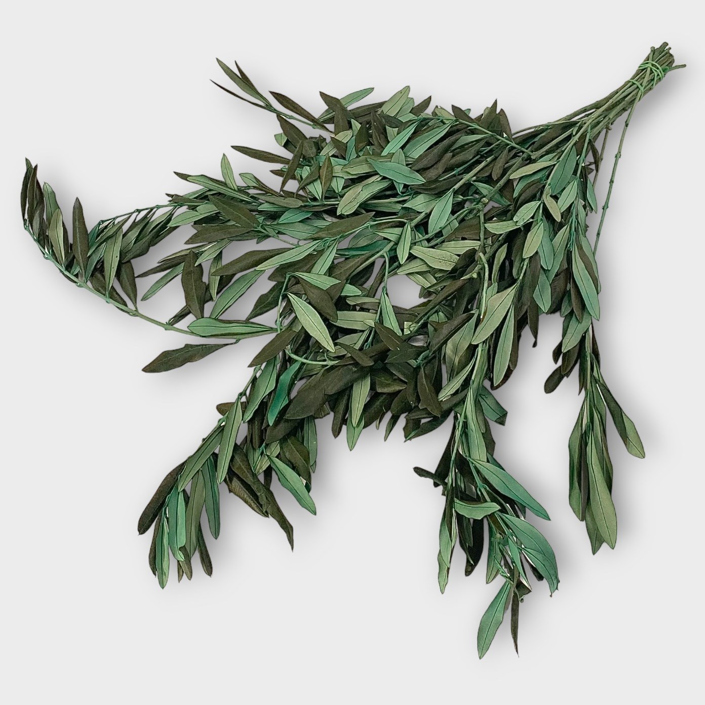 Olive Branches Preserved 60cm Wholesale Dried Flowers UK