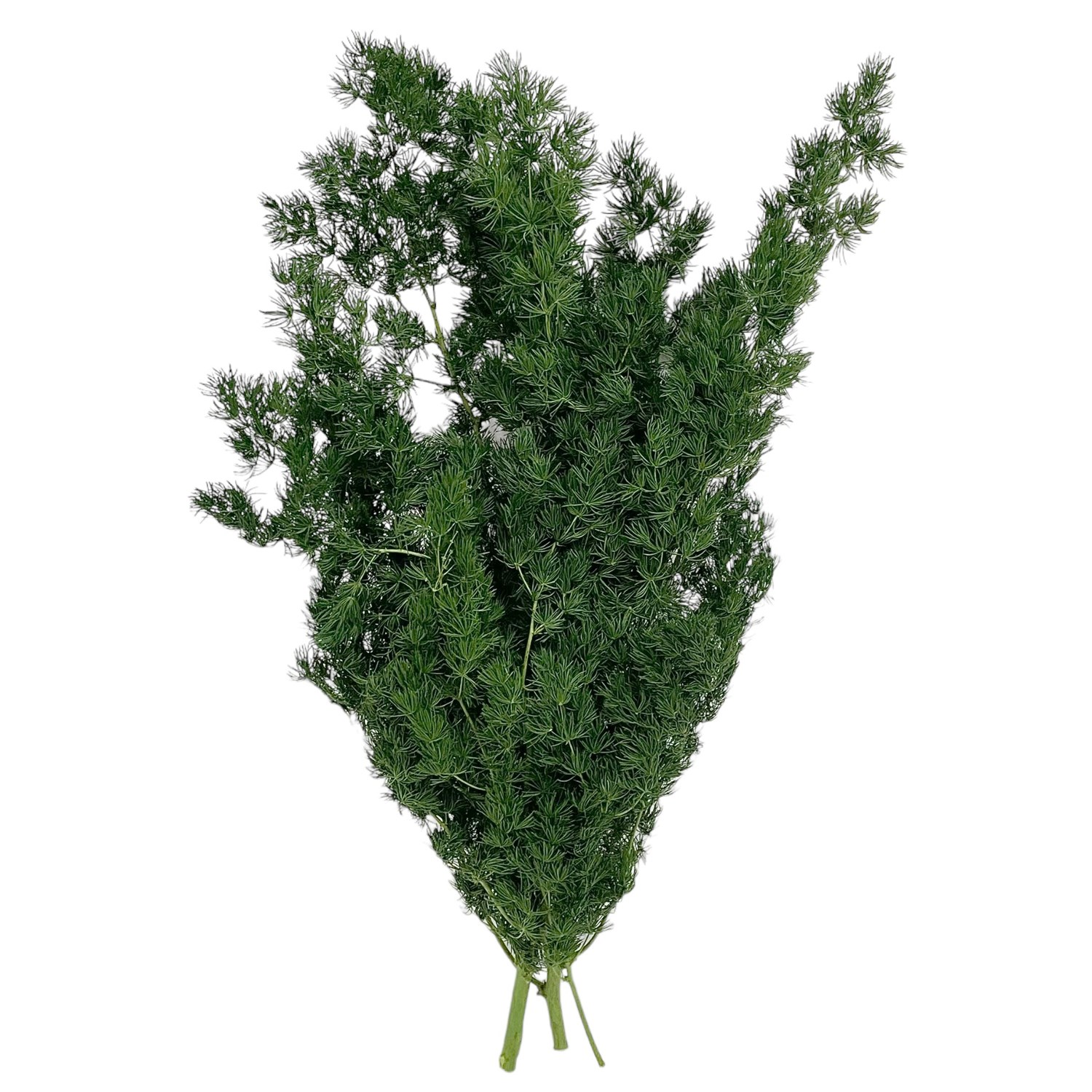 Preserved Asparagus Ming Fern (by Verdissimo) 35cm Preserved Flowers