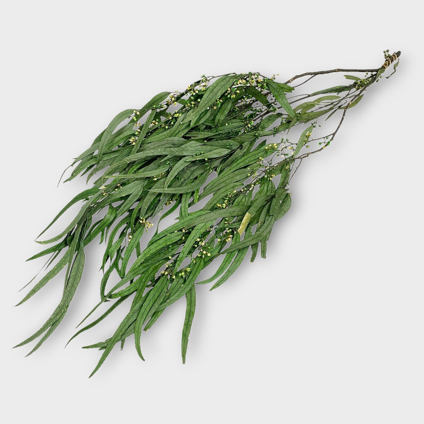Preserved Eucalyptus Nicholii & Berries 70cm | Wholesale Dutch Flowers ...