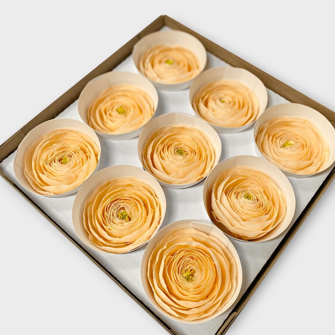 Champagne Ranunculus Preserved Ranunculus Champagne | Preserved Rose Heads UK | Dried Flowers