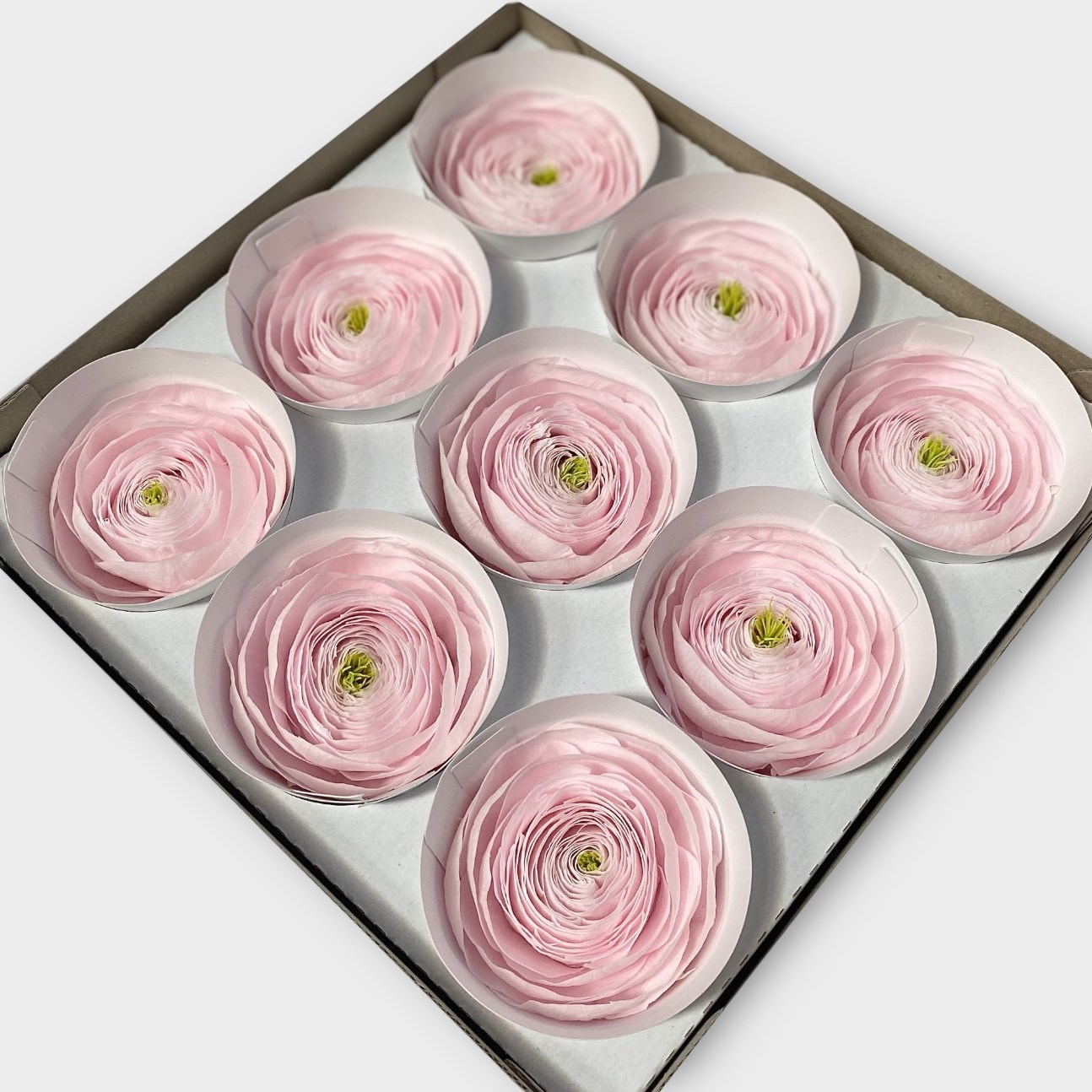 Preserved Ranunculus Light Pink | Preserved Rose Heads UK | Dried Flowers