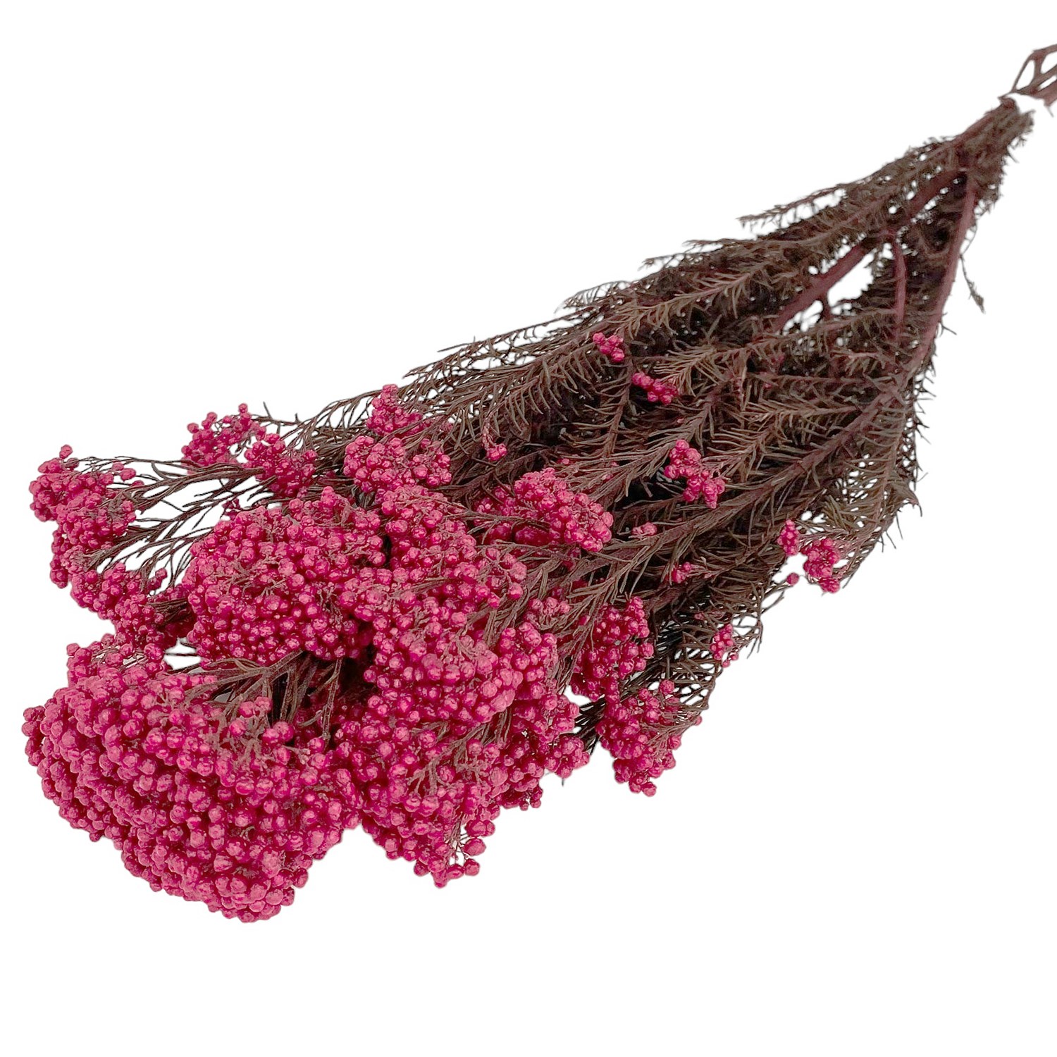 Preserved Rice Flower Pink (by Verdissimo) 60cm | Preserved Flowers ...