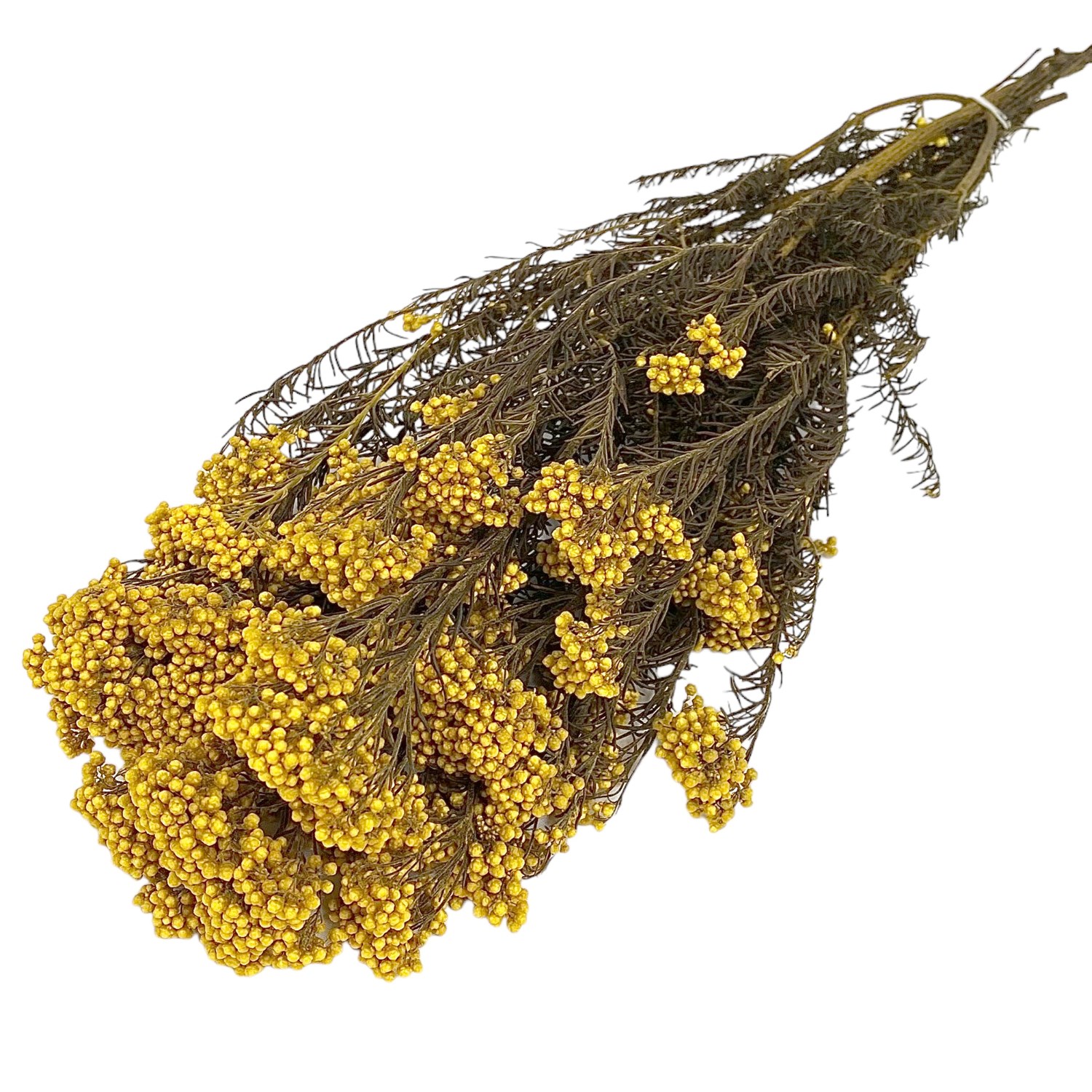 Preserved Rice Flower Yellow (by Verdissimo) 60cm Preserved Flowers