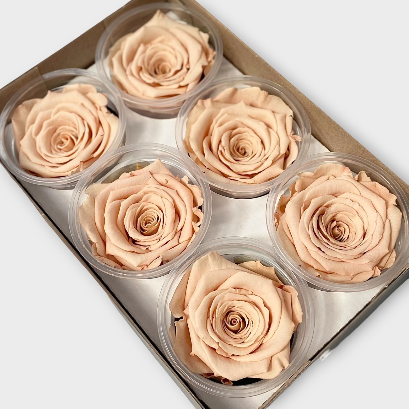 Luxury One Year Preserved Roses Toffee XL Preserved Rose Heads UK