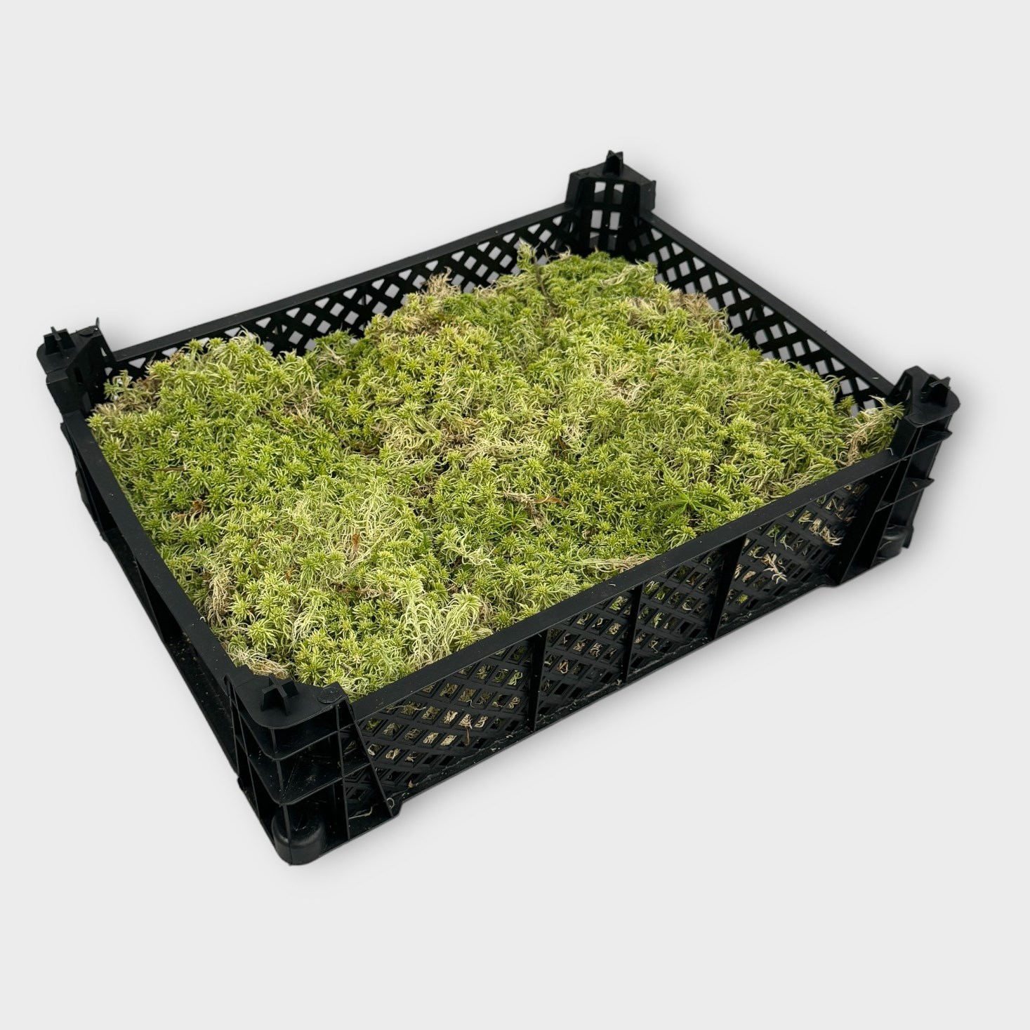 Sphagnum Moss Fresh Wholesale Dutch Flowers & Florists Supplies UK