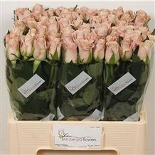 Wholesale Flowers, Wedding Flowers & Florist Supplies UK | Triangle Nursery