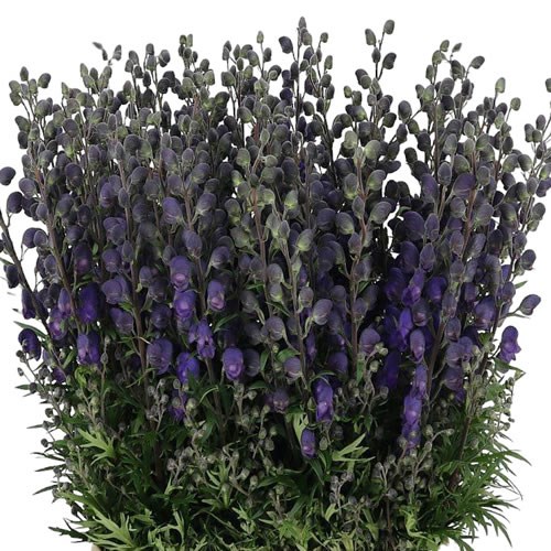 Aconitum Flowers