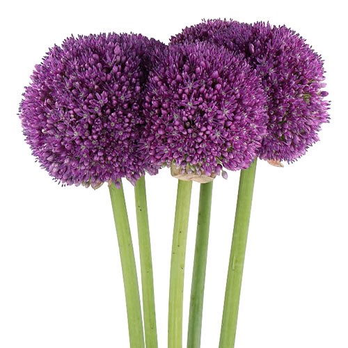 Allium Flowers