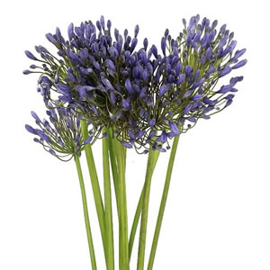 Agapanthus Flowers