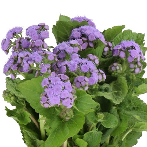 Ageratum Flowers
