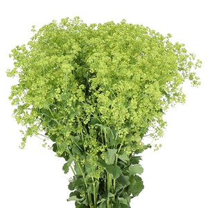 Alchemilla Mollis