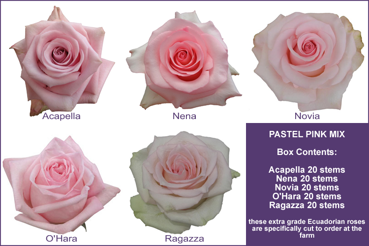 pastel pink rose mix from Ecuador by Triangle Nursery Ltd