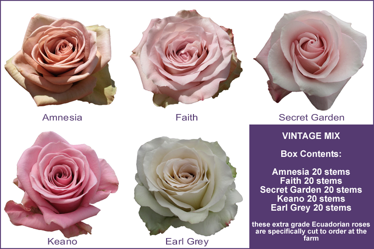 vintage rose mix from Ecuador by Triangle Nursery Ltd